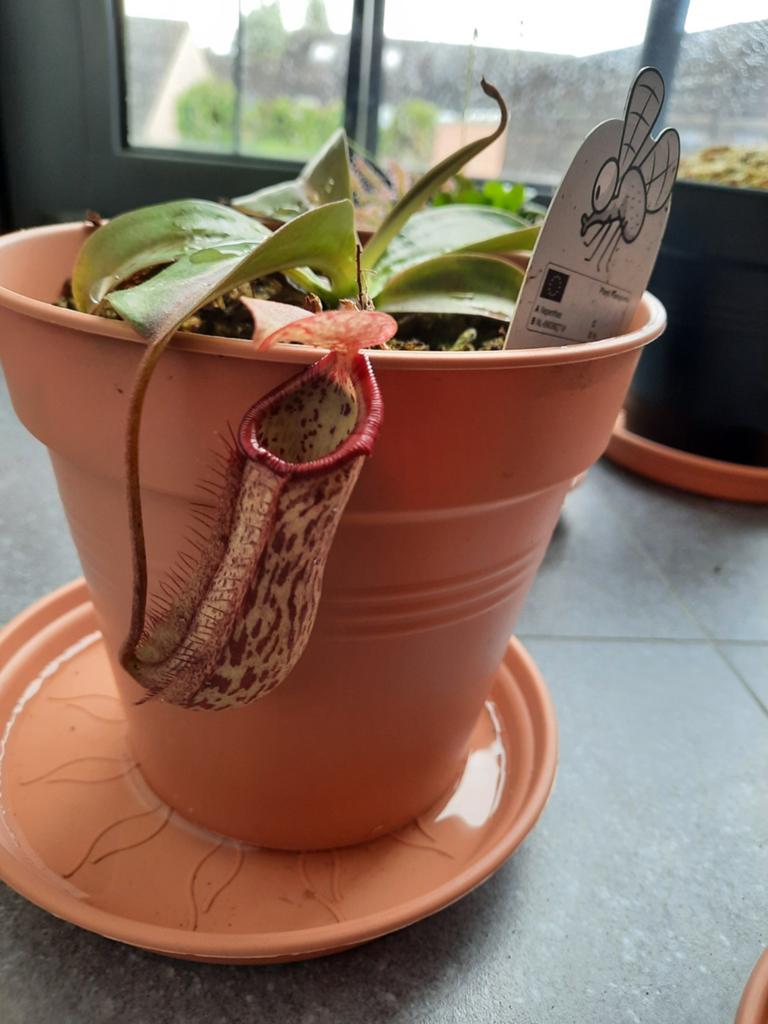 Nepenthes en pinguicula's, Huis en Inrichting, Ophalen
