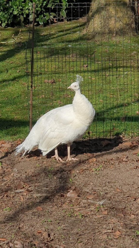 Witte Pauwin, Animaux & Accessoires, Oiseaux | Oiseaux Autre, Domestique