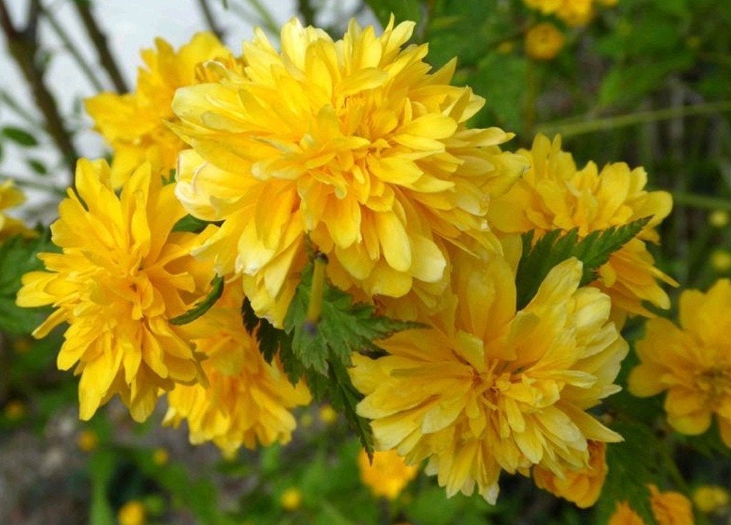 Kerria japonica "Pleniflora", Tuin en Terras, Ophalen, Volle zon