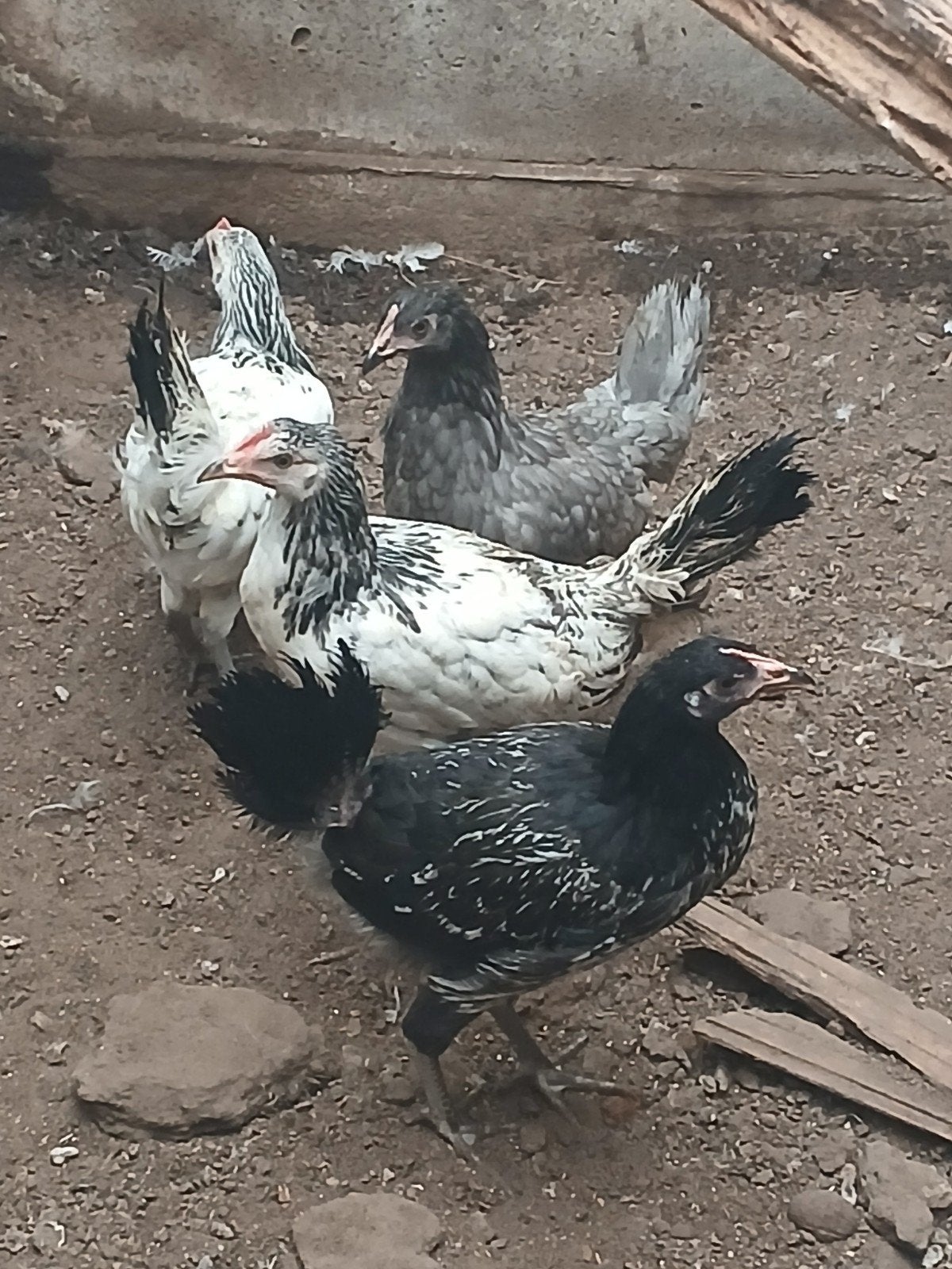 4 jonge legkippen 10 euro per stuk, Dieren en Toebehoren, Pluimvee