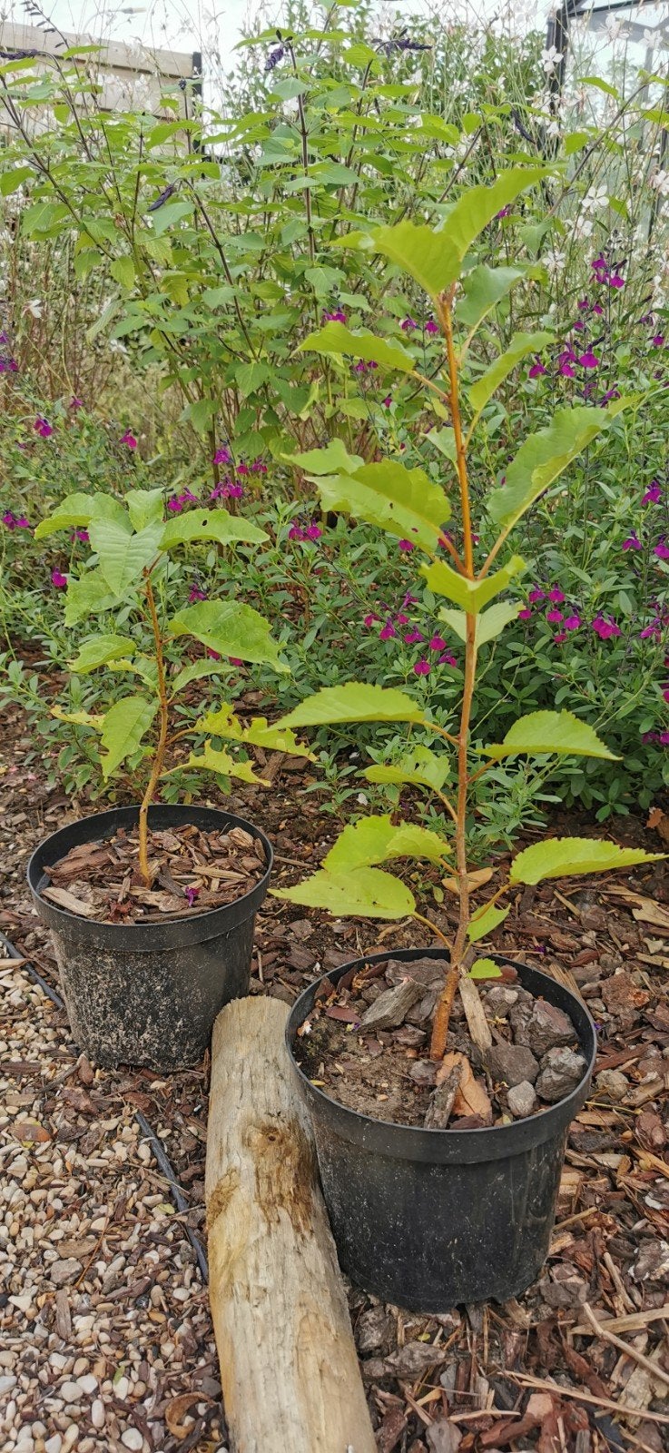Kordia kersenbomen. +/- 50 cm hoog., Jardin & Terrasse, En pot, Moins de 100 cm, Plein soleil, Autres espèces