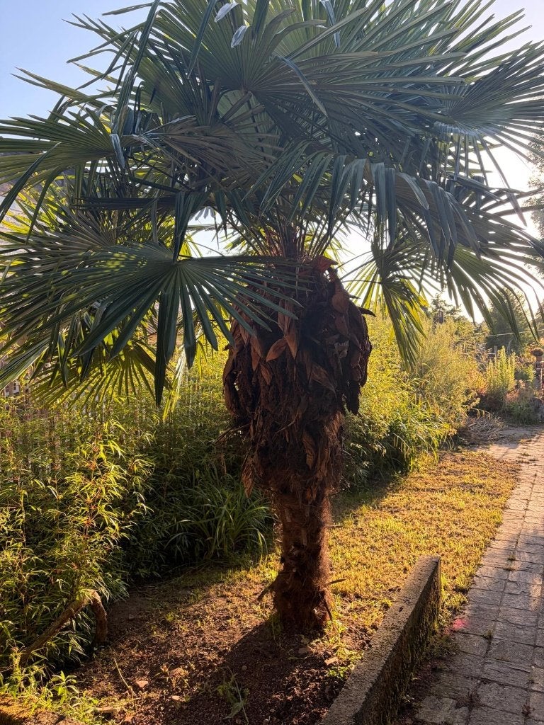 Trachicarpus Fortunei palmbomen (5 stuks), Tuin en Terras, Ophalen, Palmboom