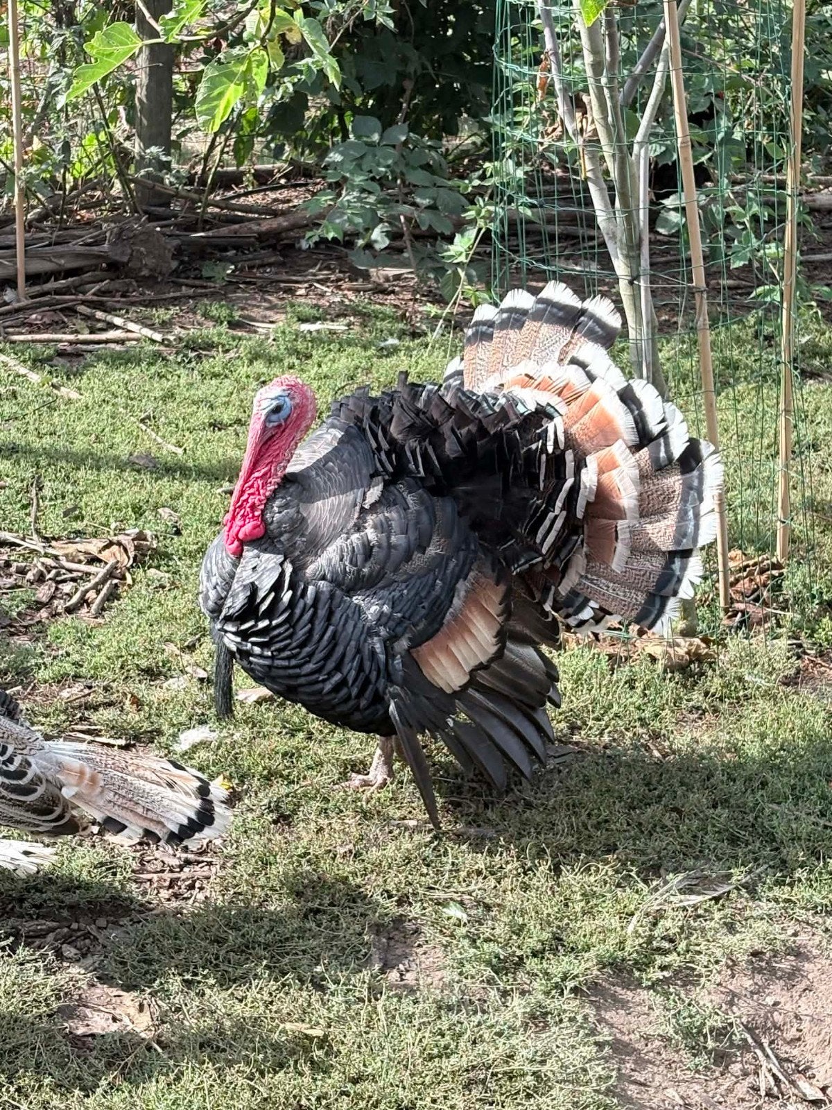 Ronquières kalkoenhaan van 2 jaar, Dieren en Toebehoren, Pluimvee