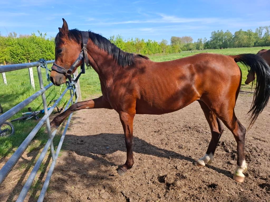 Arabier volbloed hengst, Dieren en Toebehoren, Paarden, Hengst