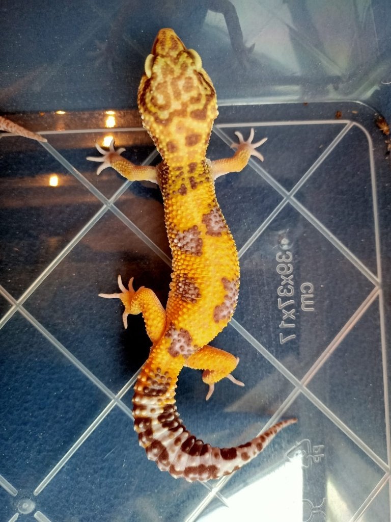 Luipaard gekko, Hagedis, Tam, 0 tot 2 jaar