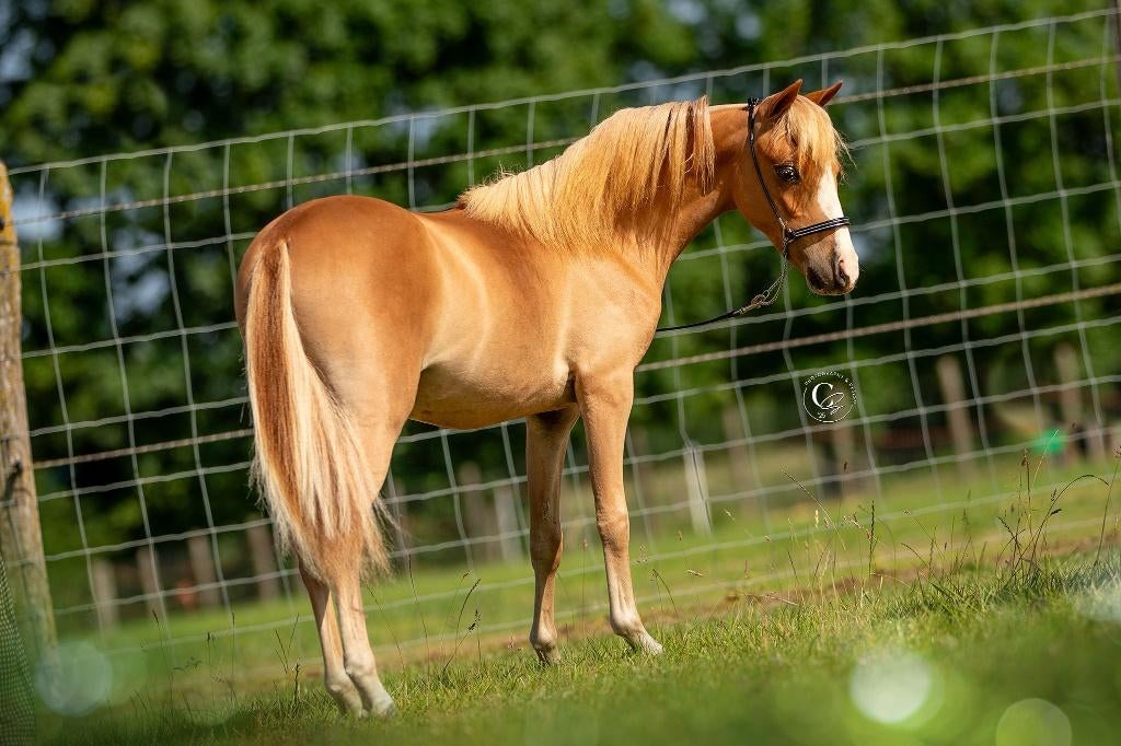 Prachtige Amerikaans miniatuurpaardje - kleine A pony, Animaux & Accessoires, Poney de récréation, Poney A (jusqu'à 1.17 m), 0 à 2 ans