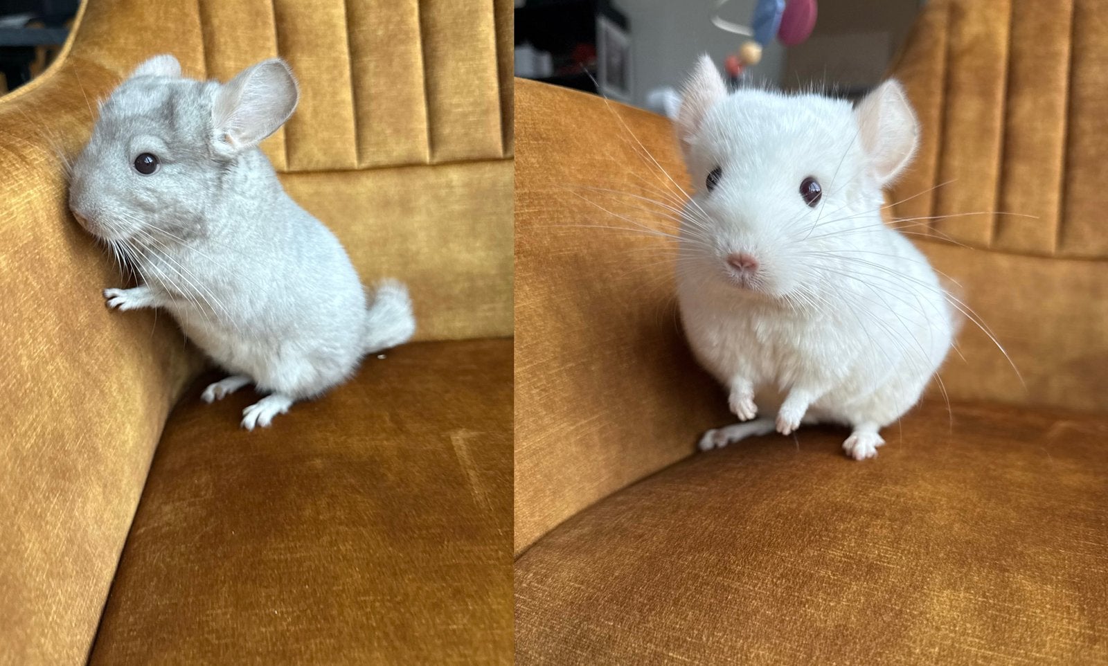 Chinchillas, Animaux & Accessoires, Rongeurs, Chinchilla, Domestique, Plusieurs animaux, Mai