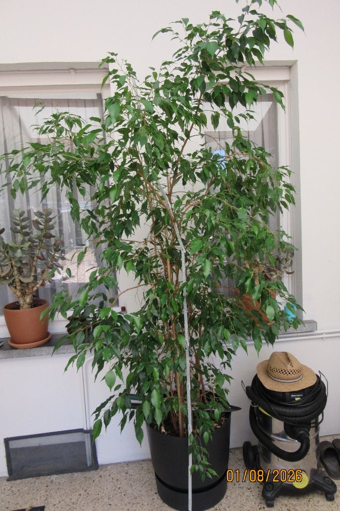 Ficus Benjamina, Ophalen, Ficus, 200 cm of meer, Halfschaduw