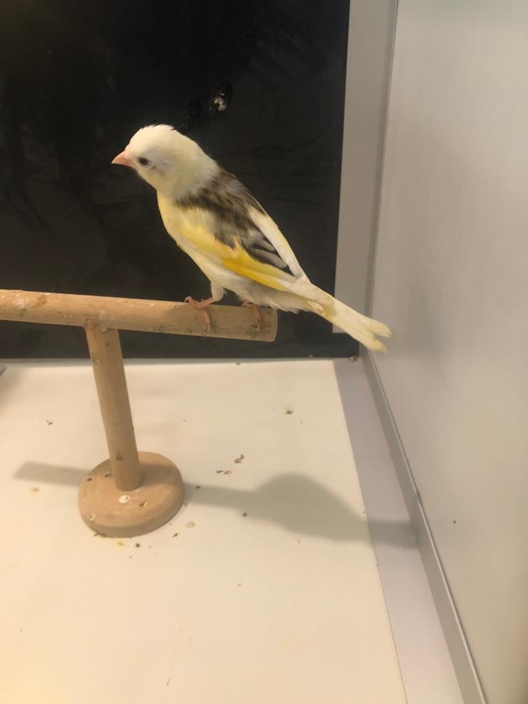Mitisse panachée têt d aigle, Animaux & Accessoires