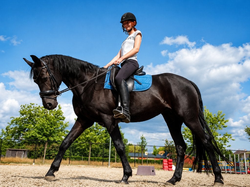 Gezocht verzorgpaard, Dieren en Toebehoren, Paarden, Merrie