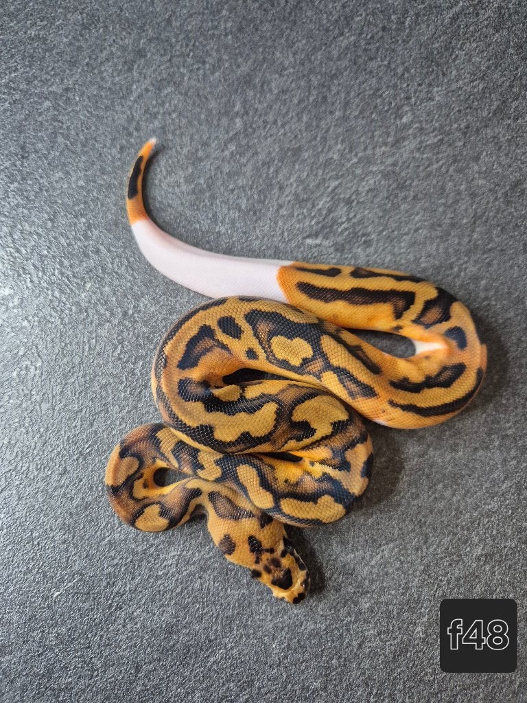 Python regius, Animaux & Accessoires, Serpent, 0 à 2 ans