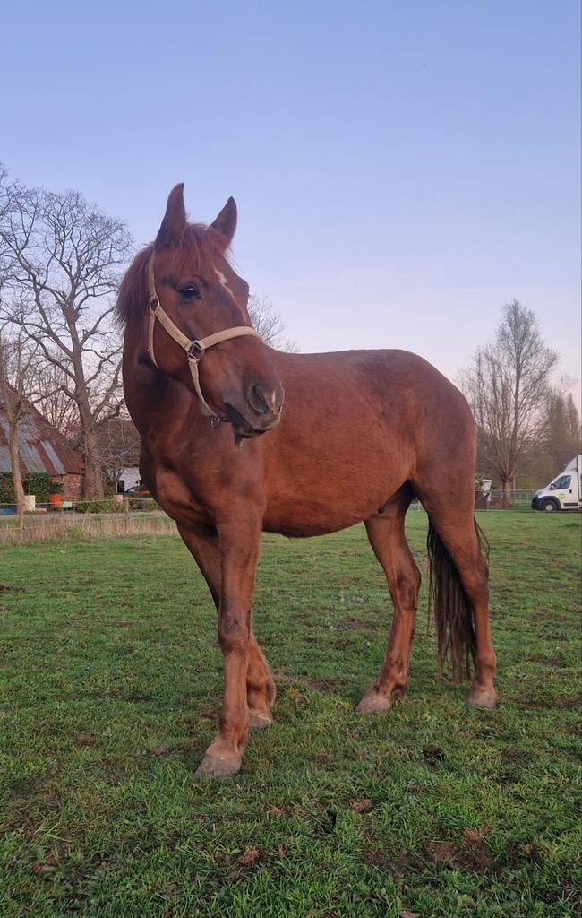 Lieve D pony ruin 5jaar, Dieren en Toebehoren, Pony's, Ruin, Zadelmak, 3 tot 6 jaar, Recreatiepony