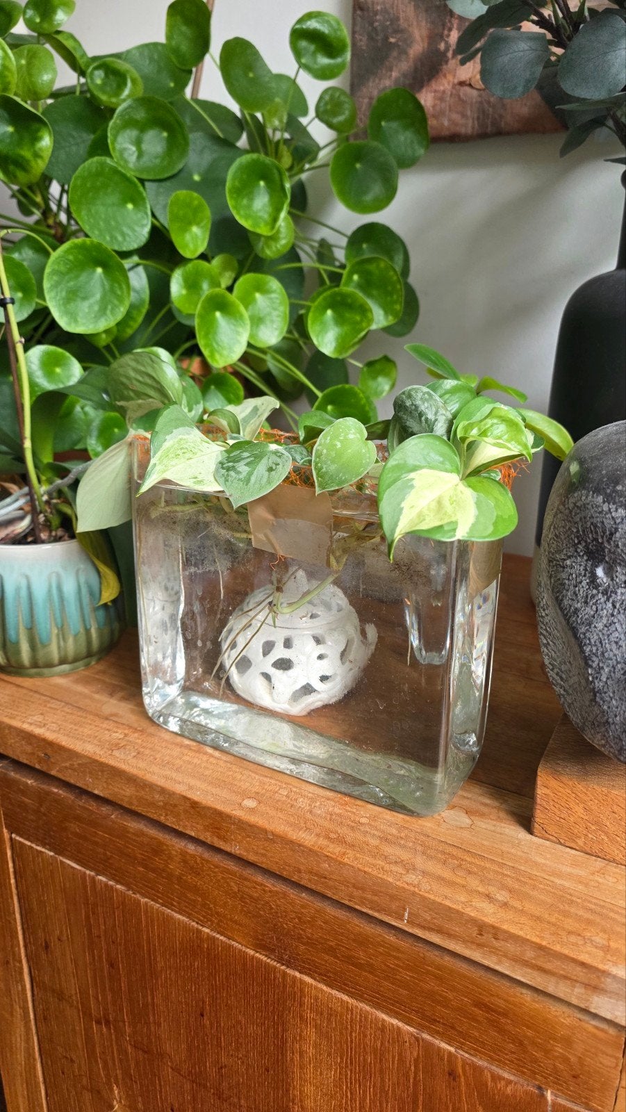 bouture Pothos Happy Leaf, Enlèvement