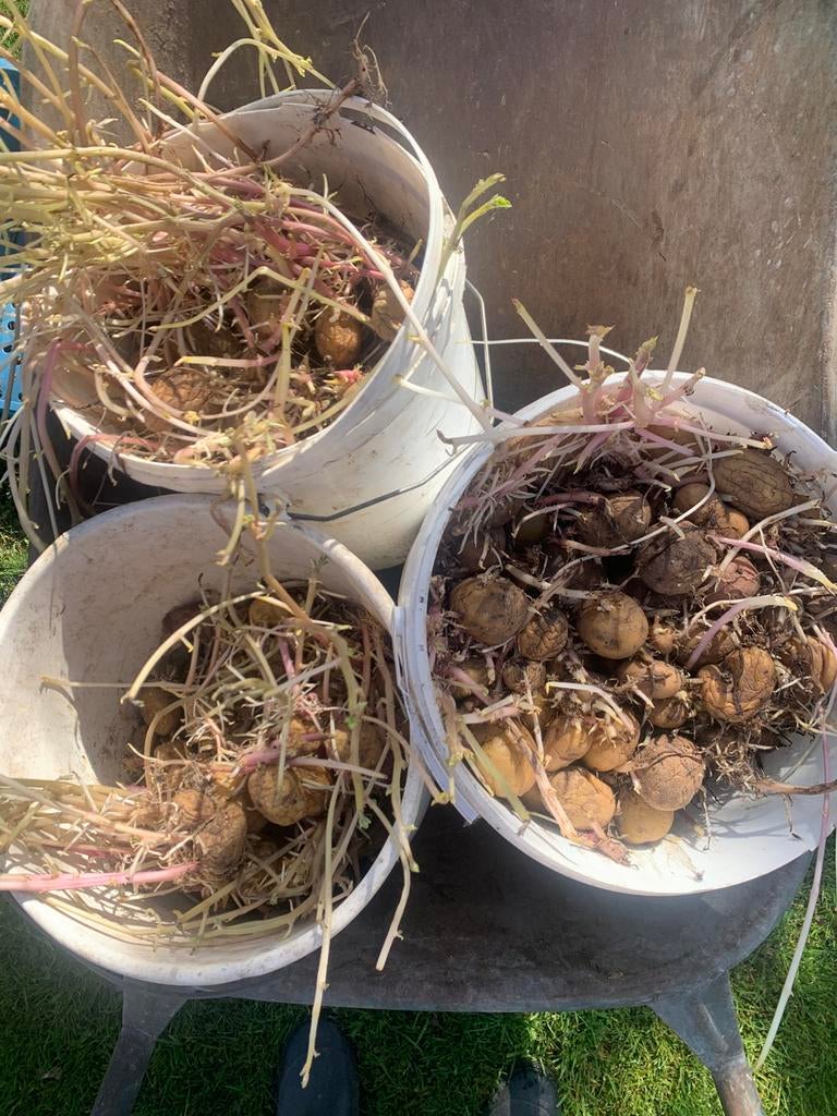 Plant aardappelen van vroege soorten., Tuin en Terras, Ophalen
