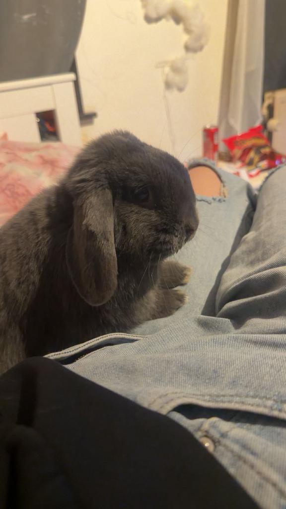 grijze konijn, Dieren en Toebehoren, Mannelijk, Middelgroot, 0 tot 2 jaar