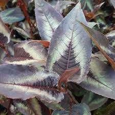 Persicaria Red Dragon, Enlèvement, Mi-ombre