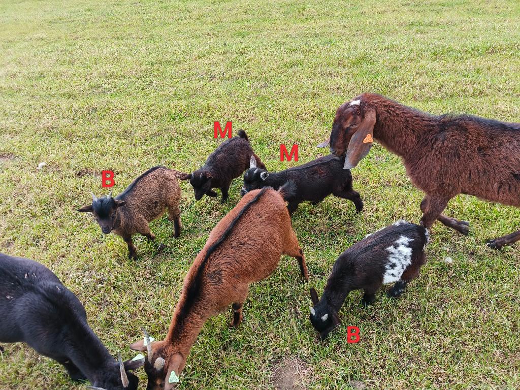 Dwerggeitjes (miekes en bokjes), Plusieurs animaux, Chèvre, 0 à 2 ans