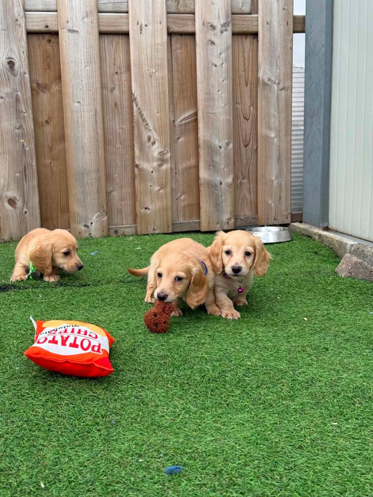 Langharige cream dwergteckel pups, Dieren en Toebehoren, Parvo, België, Reu, 8 tot 15 weken