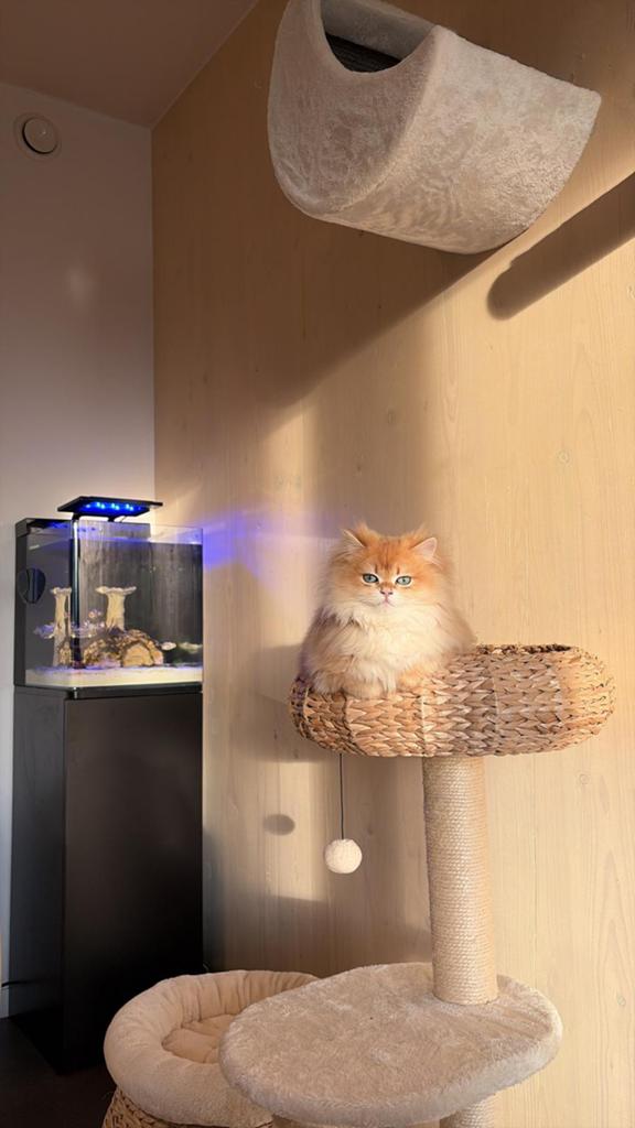 Britse langhaar golden dekkater, Dieren en Toebehoren, Katten en Kittens | Raskatten | Langhaar, Kater, Met stamboom, 0 tot 2 jaar