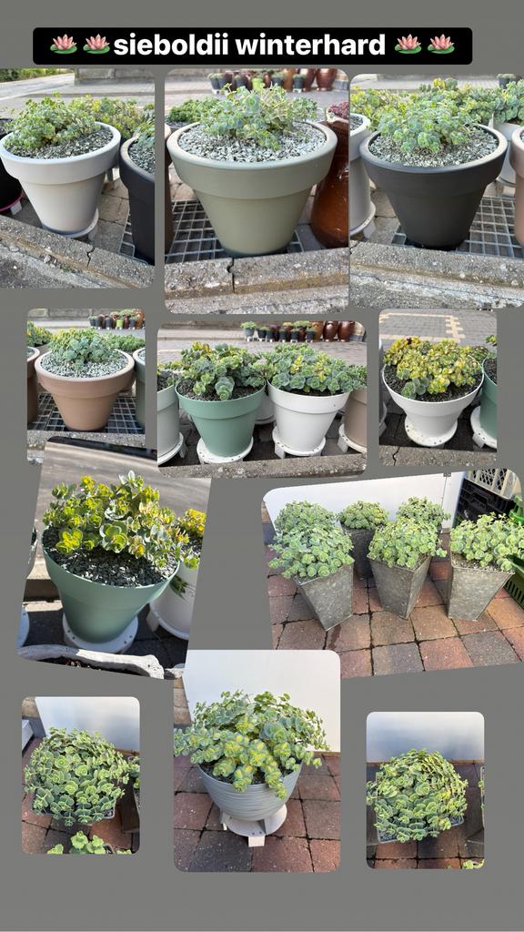 bloempotten met sieboldii winterhard, Ophalen