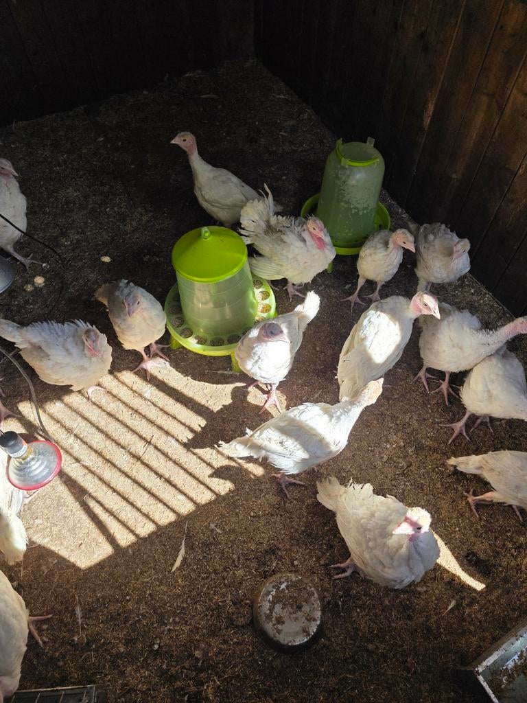 Vlees kalkoen, Dieren en Toebehoren, Pluimvee, Kalkoen