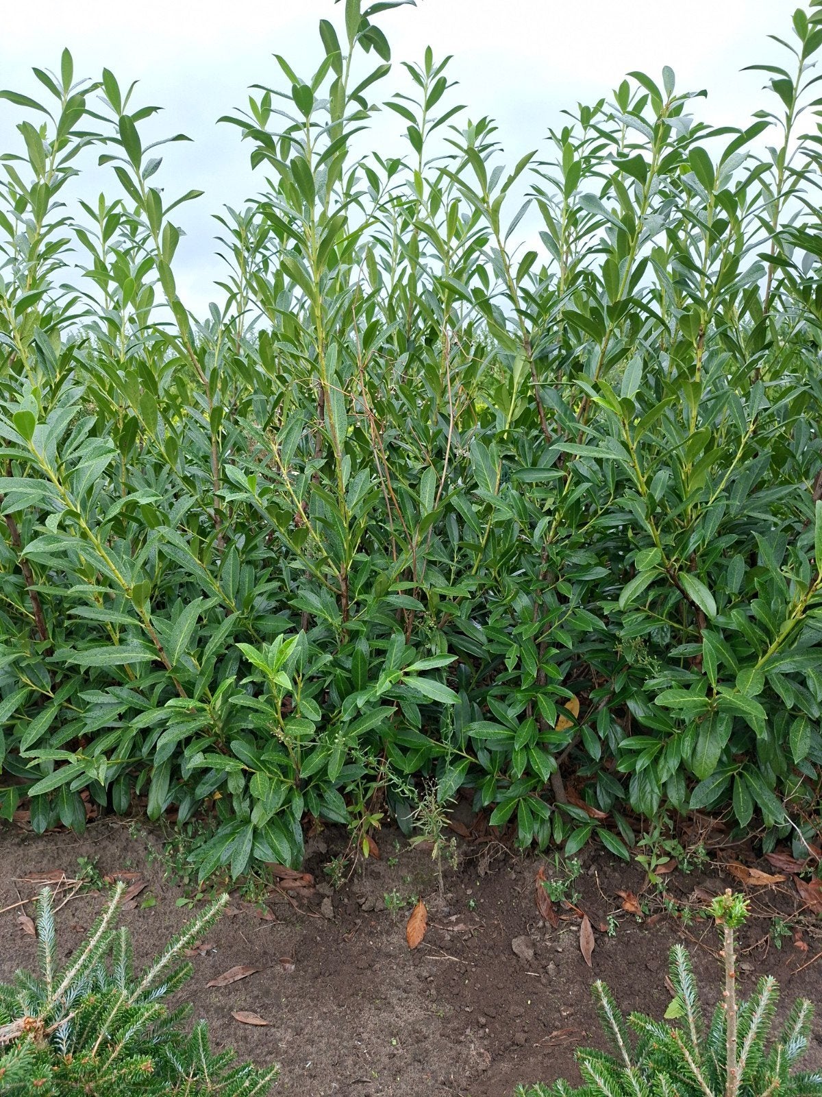 laurier, prunus laurocerasus caucasica. tot 200 cm, Ophalen of Verzenden, Laurier