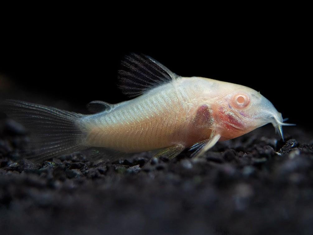 Corydoras Albino 3/4 cm, Dieren en Toebehoren, Vis, Zoetwatervis, Schoolvis