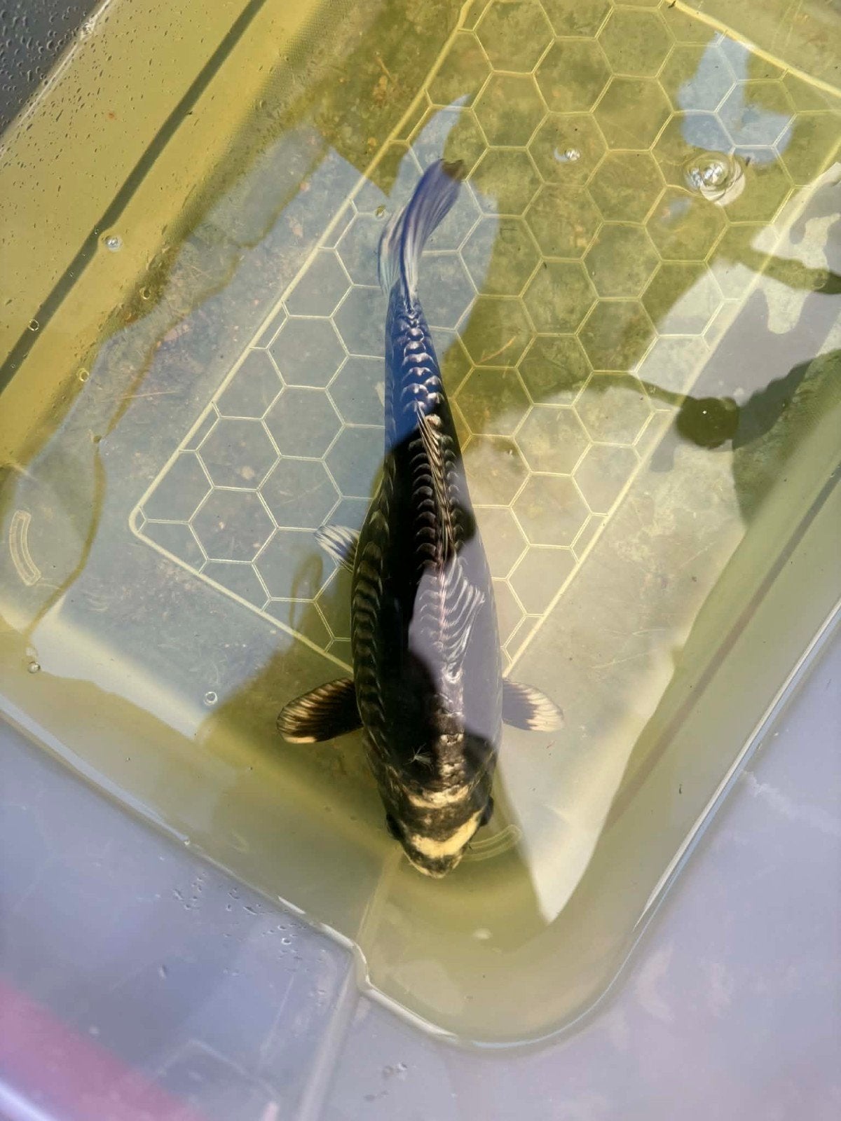 japanse koi, Dieren en Toebehoren