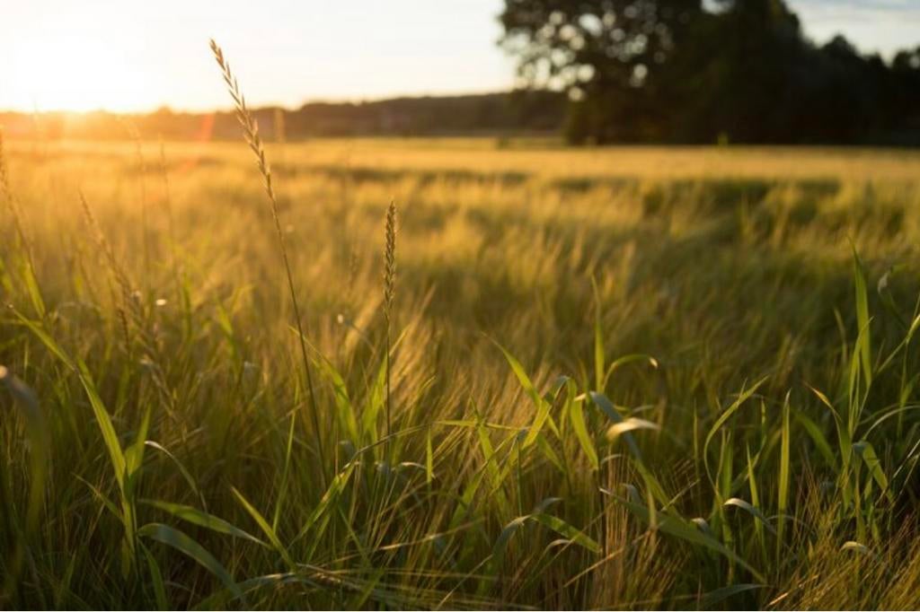 Recherche Prairie à louer du côté de Liege, Animaux & Accessoires, Nourriture pour Animaux, Enlèvement ou Envoi