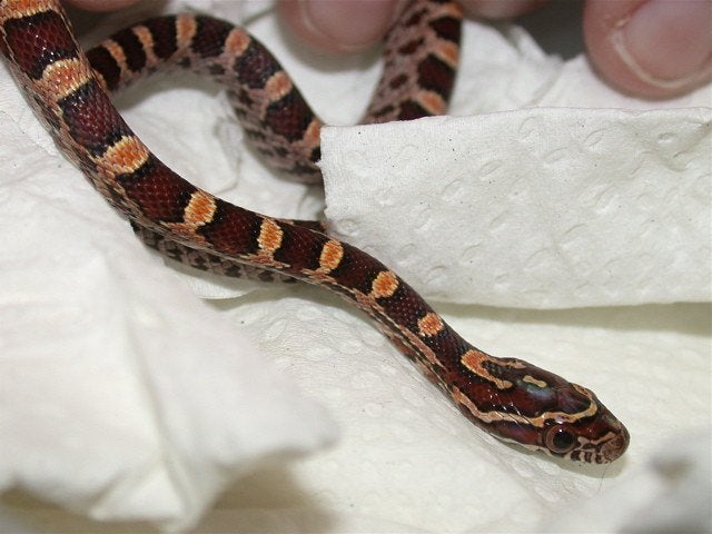 Rattenslang abbotts okeetee, Animaux & Accessoires, Serpent, 0 à 2 ans