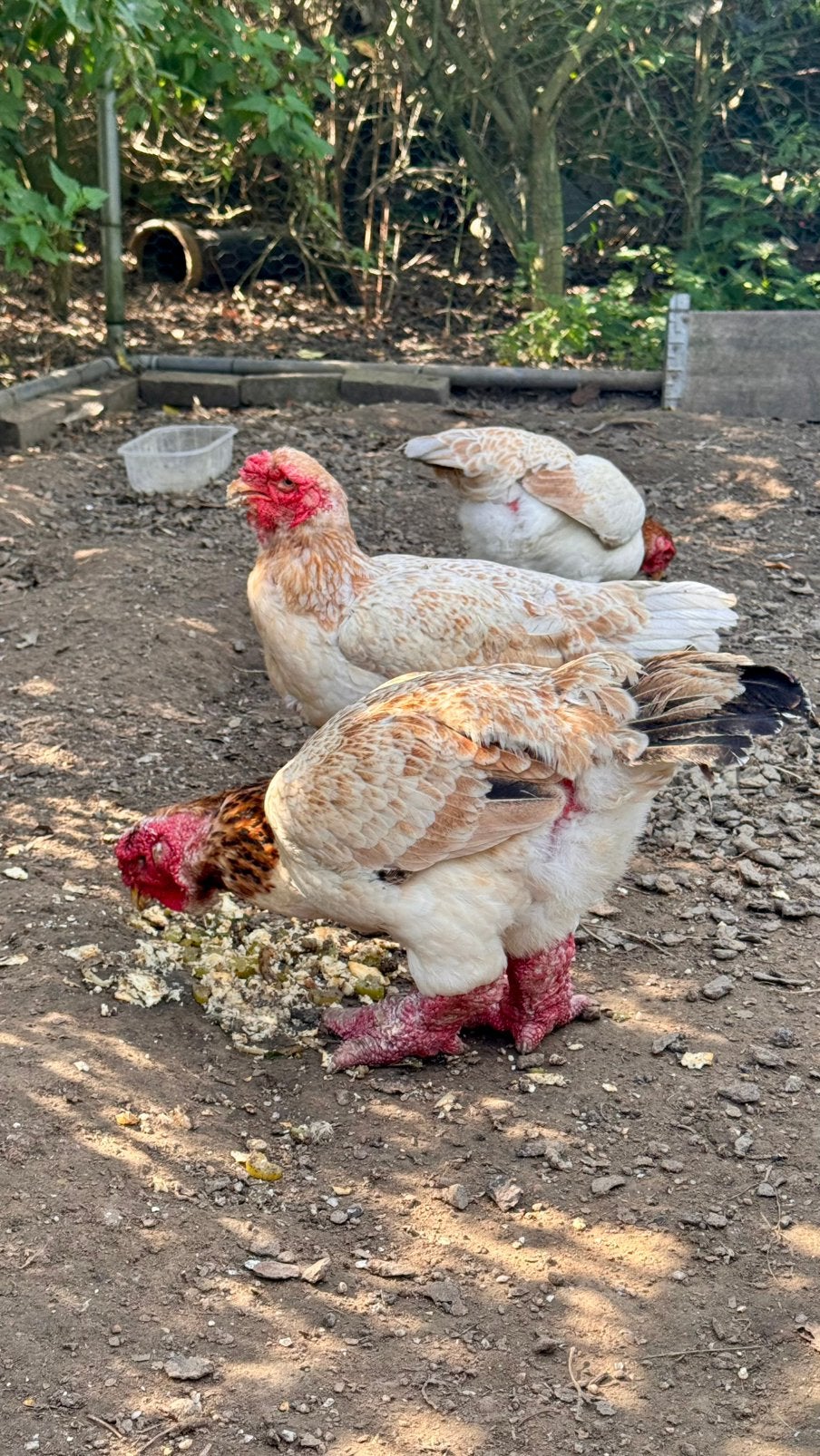 Dong Tao 3 poules à adopter, Femelle, Poule ou poulet
