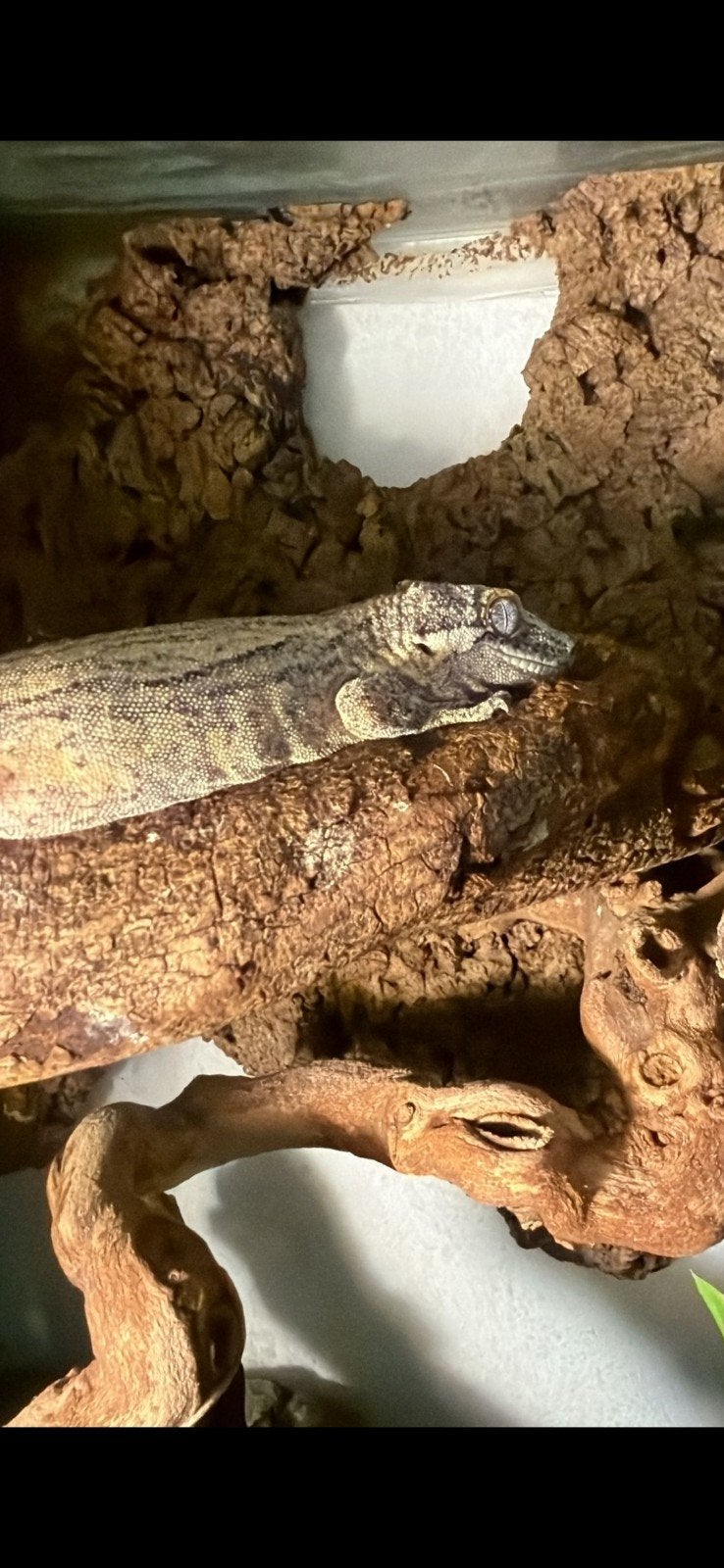 Koppel Gargoyle gekkos met terrarium en toebehoren, Dieren en Toebehoren, Overige soorten, Met terrarium