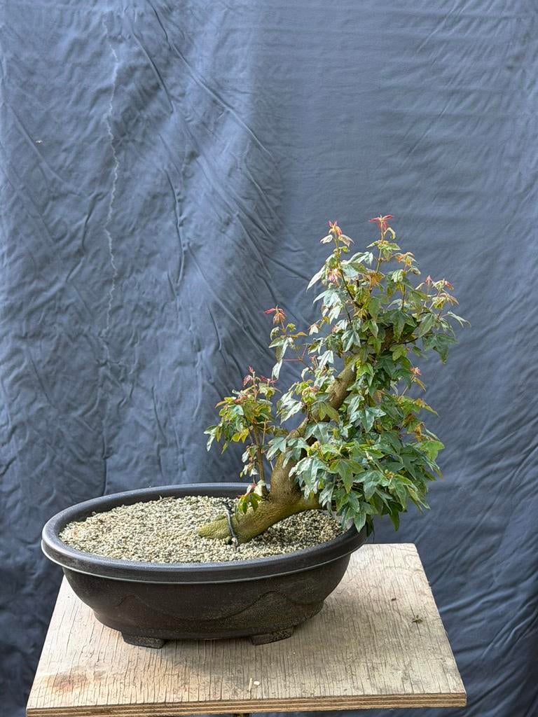Bonsai drietand esdoorn, Tuin en Terras, Ophalen