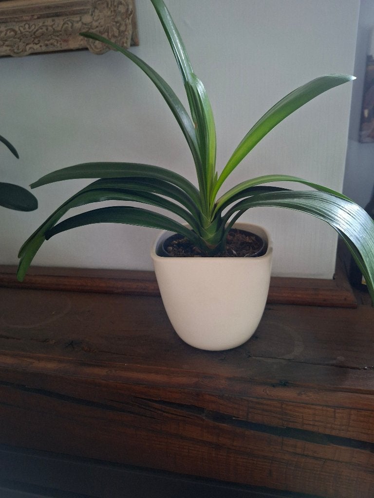 Clivia oranje.met bloempot erbij, Huis en Inrichting, Kamerplanten, Ophalen, Overige soorten, Halfschaduw, In pot