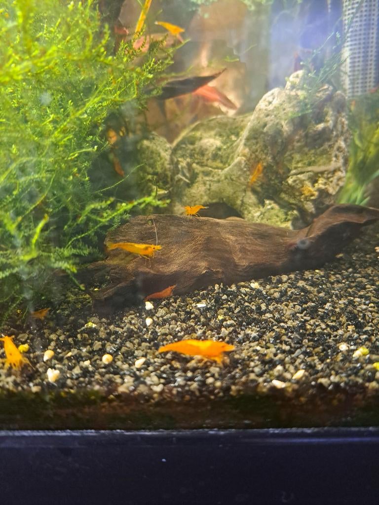 Neocaridina orange - crevettes aquarium., Animaux & Accessoires, Poissons | Aquariums & Accessoires
