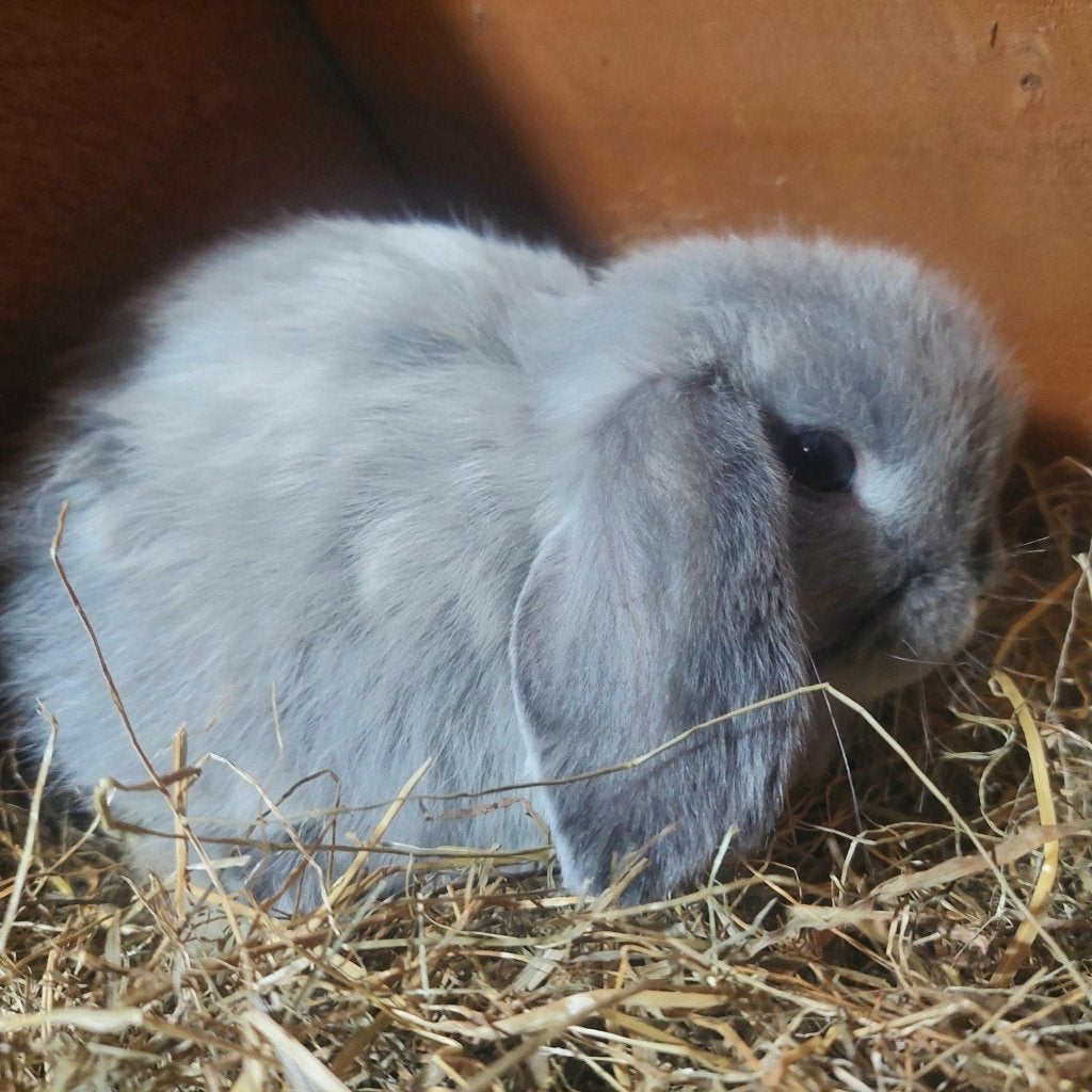 Miniop de race, Femelle, Nain, Oreilles tombantes, 0 à 2 ans