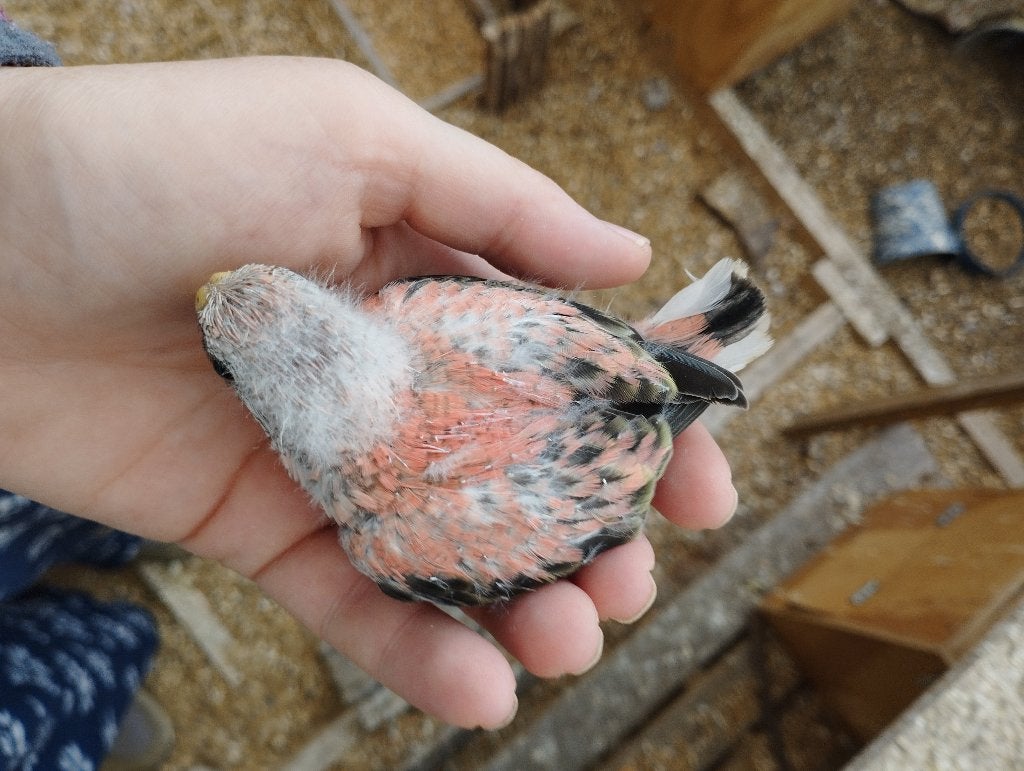 Jonge bourkes, Dieren en Toebehoren, Meerdere dieren, Parkiet, Geringd