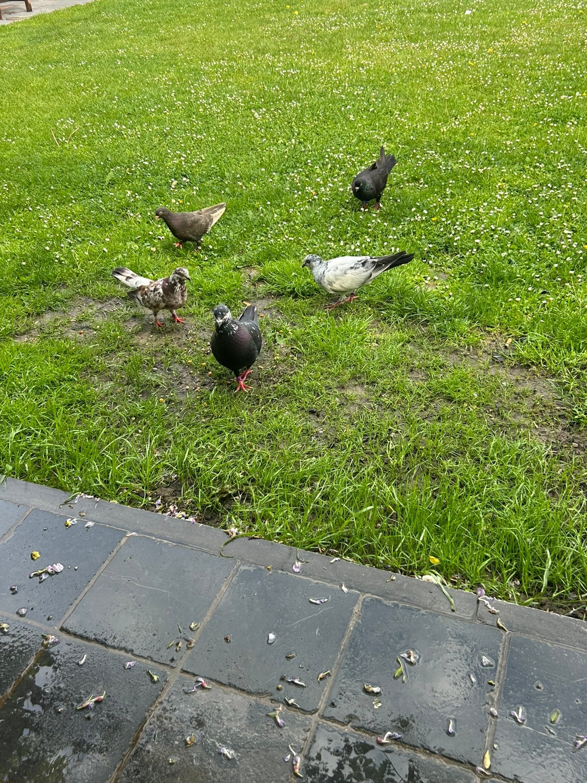 10 stuks mooi duiven 60€ hoogvliegers
