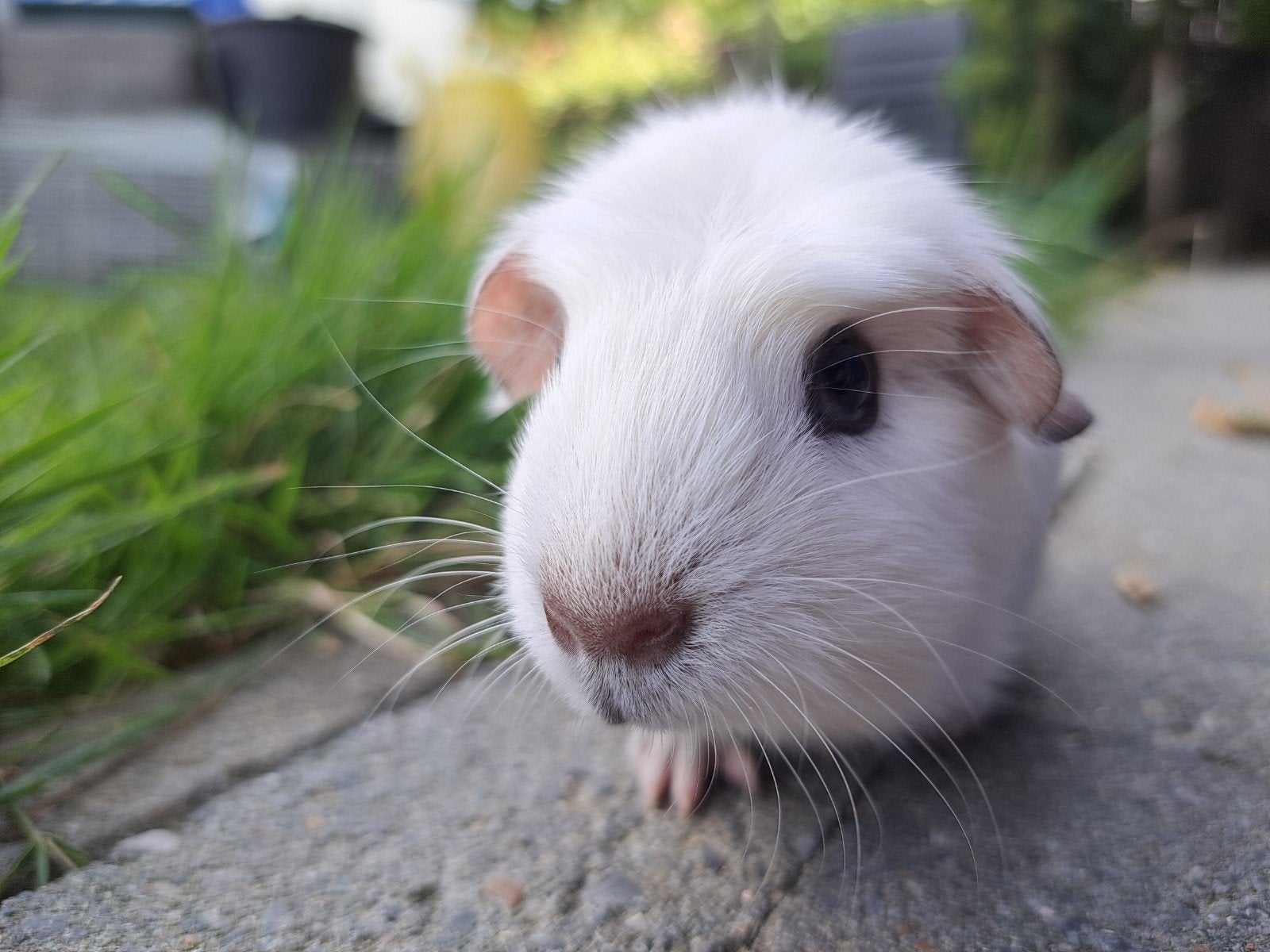 Engels gekruind - Beertje, Cavia, Mannelijk, Juli, Tam