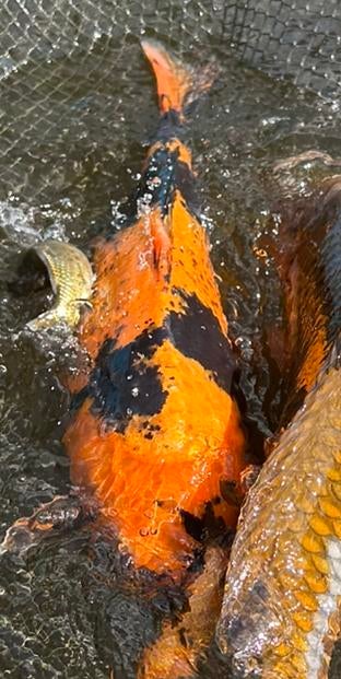 GEZOCHT!! Verwarmde vijver, Animaux & Accessoires, Poissons | Poissons d'étang, Carpe ou Koï