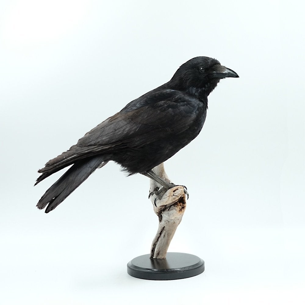 Laatste 2 dagen SALE bij de museumwinkel!, Enlèvement ou Envoi
