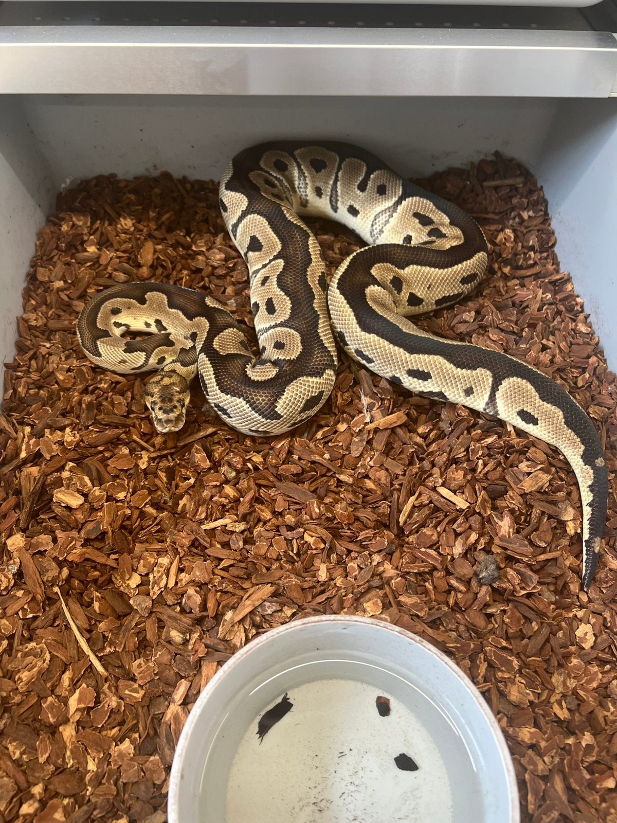 Ball python Clown 0.1 vrouw 2023 Ball Python - female for sale from aiko.guldix