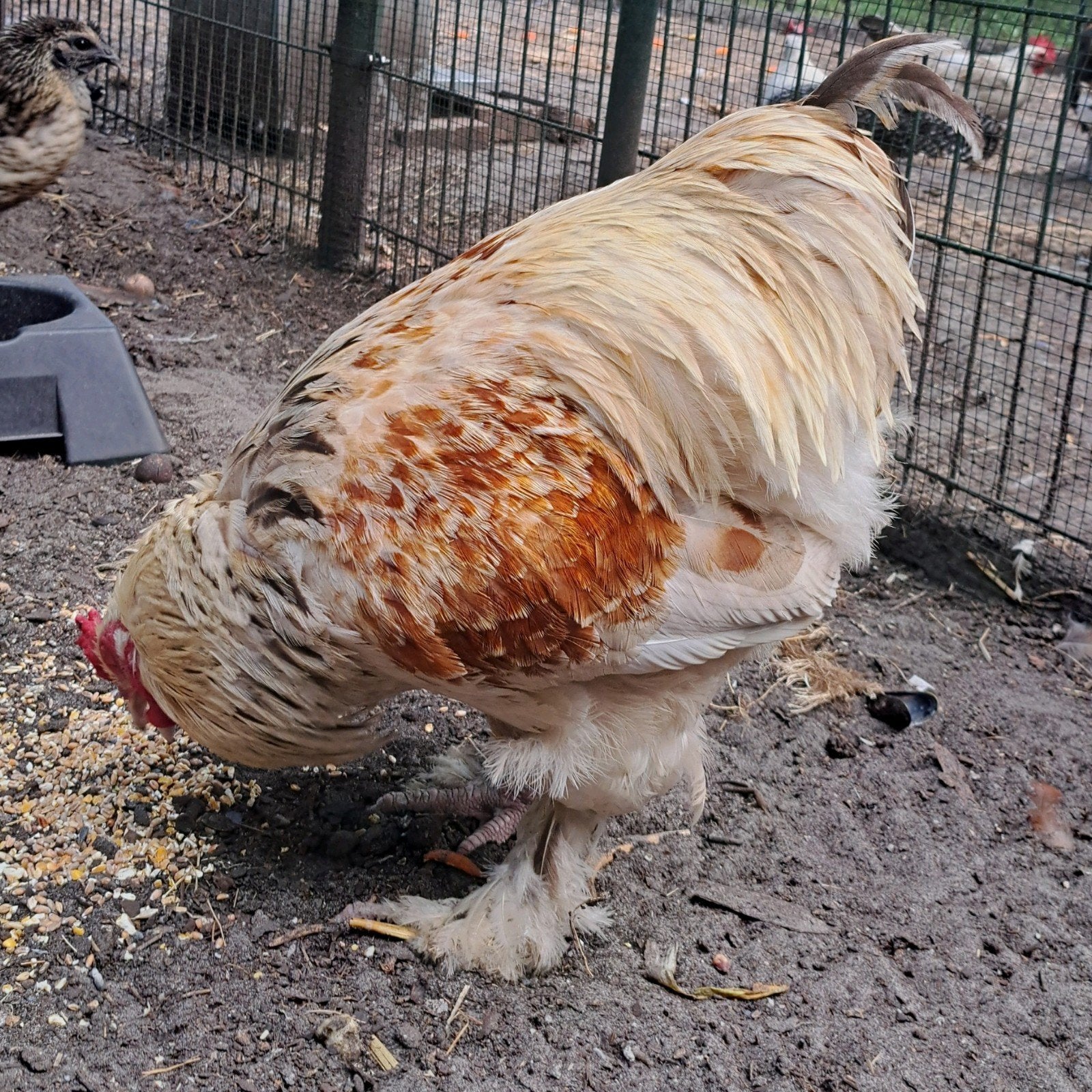 Perdrix Splash Brahma Rooster à zooms multiples, Animaux & Accessoires