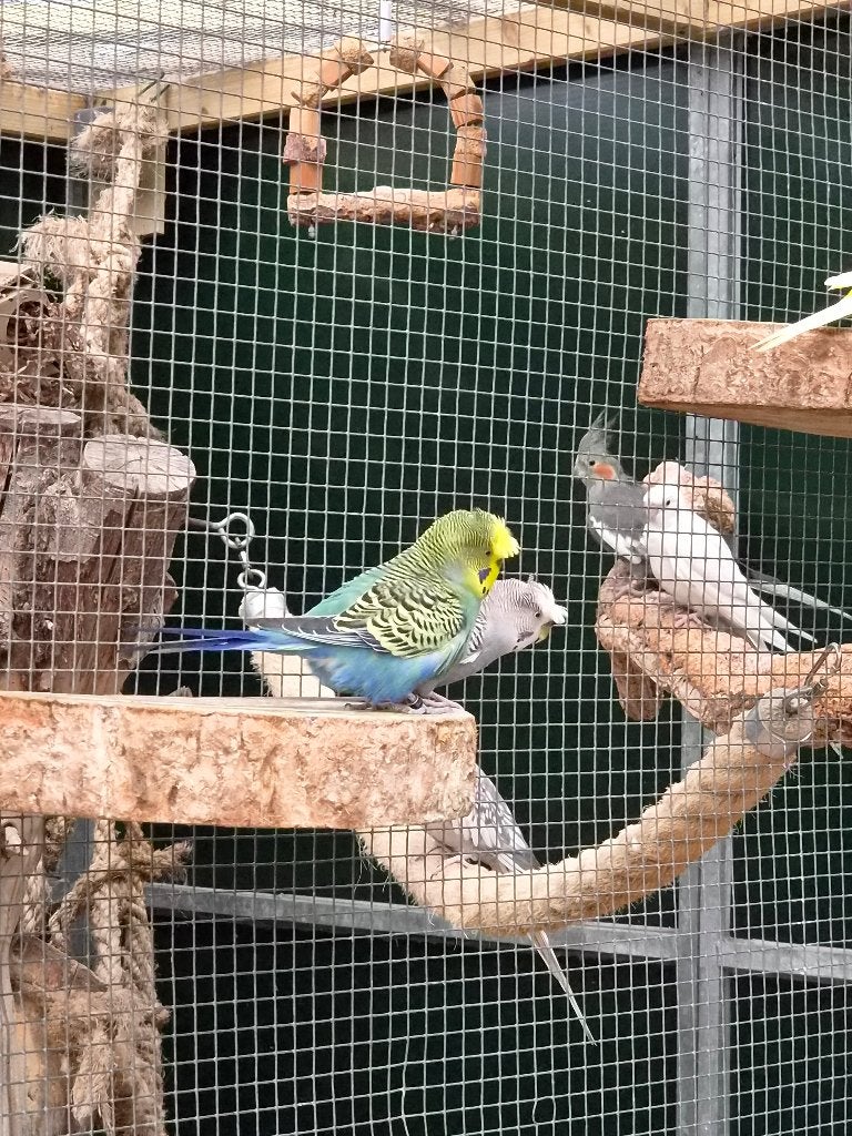 Grasparkietjes, Dieren en Toebehoren, Meerdere dieren, Parkiet, Tam