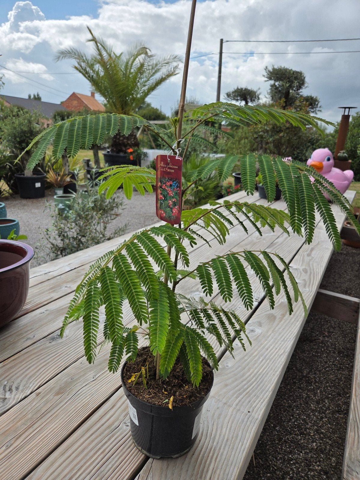 Albizia Julibrissin Ombrella - Perzische slaapboom, Ophalen