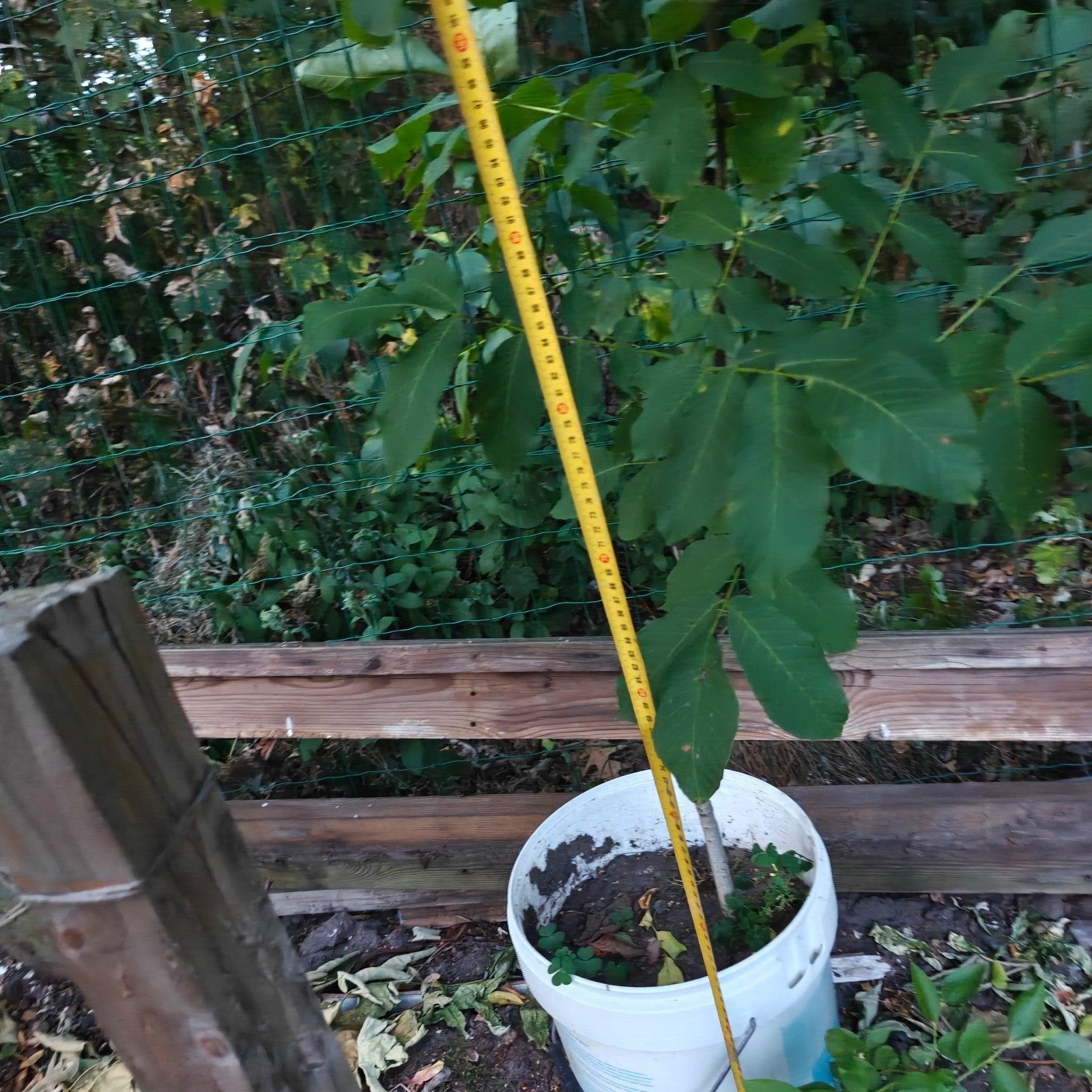 Noyer de haute qualité (race : boucanier) — En pot, Jardin & Terrasse, Enlèvement, En pot