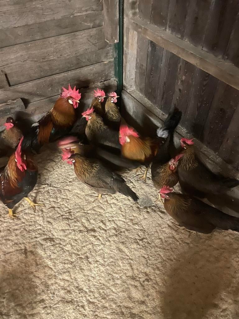 Broedeieren leghorn goudpatrijs, Dieren en Toebehoren, Pluimvee