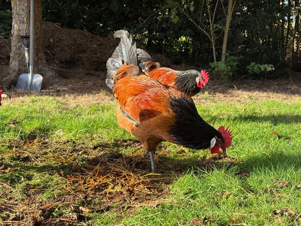 Haan, Dieren en Toebehoren, Mannelijk, Kip