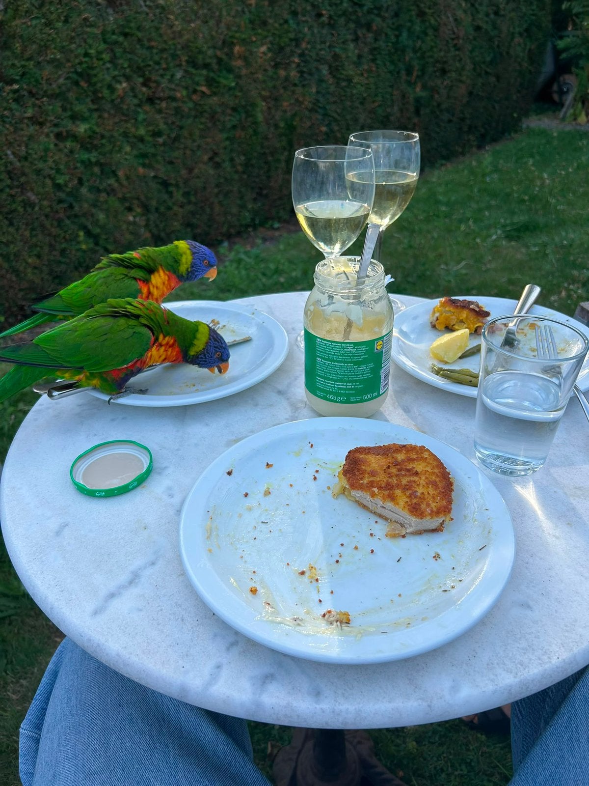 Lori, papegaai, tamme Lori, Dieren en Toebehoren, Vogels | Parkieten en Papegaaien, Papegaai, Tam