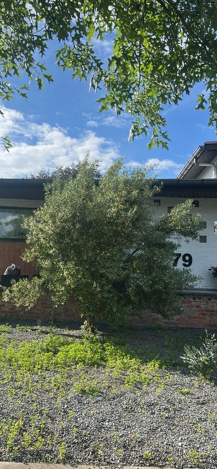Olijfboom zelf uit halen, Tuin en Terras, Planten | Bomen, Ophalen, Olijfboom